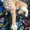cat, feline, pet, stretching, yawning, indoor, blanket, floral_pattern, orange_cat, white_paws, paw, fur, whiskers, cute, animal, relaxed, home, cozy, sleepy, expression