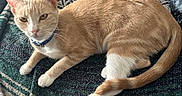 Baby Girl joined the competition — help win amazing prizes! animal, blanket, blue_collar, cat, cozy, cute, domestic_cat, feline, fur, ginger_cat, indoor, laying_down, pet, relaxed, resting, soft_texture, striped, tail, whiskers, white_paws