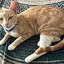 Baby Girl is registered to the contest to win money with this photo: animal, blanket, blue_collar, cat, cozy, cute, domestic_cat, feline, fur, ginger_cat, indoor, laying_down, pet, relaxed, resting, soft_texture, striped, tail, whiskers, white_paws