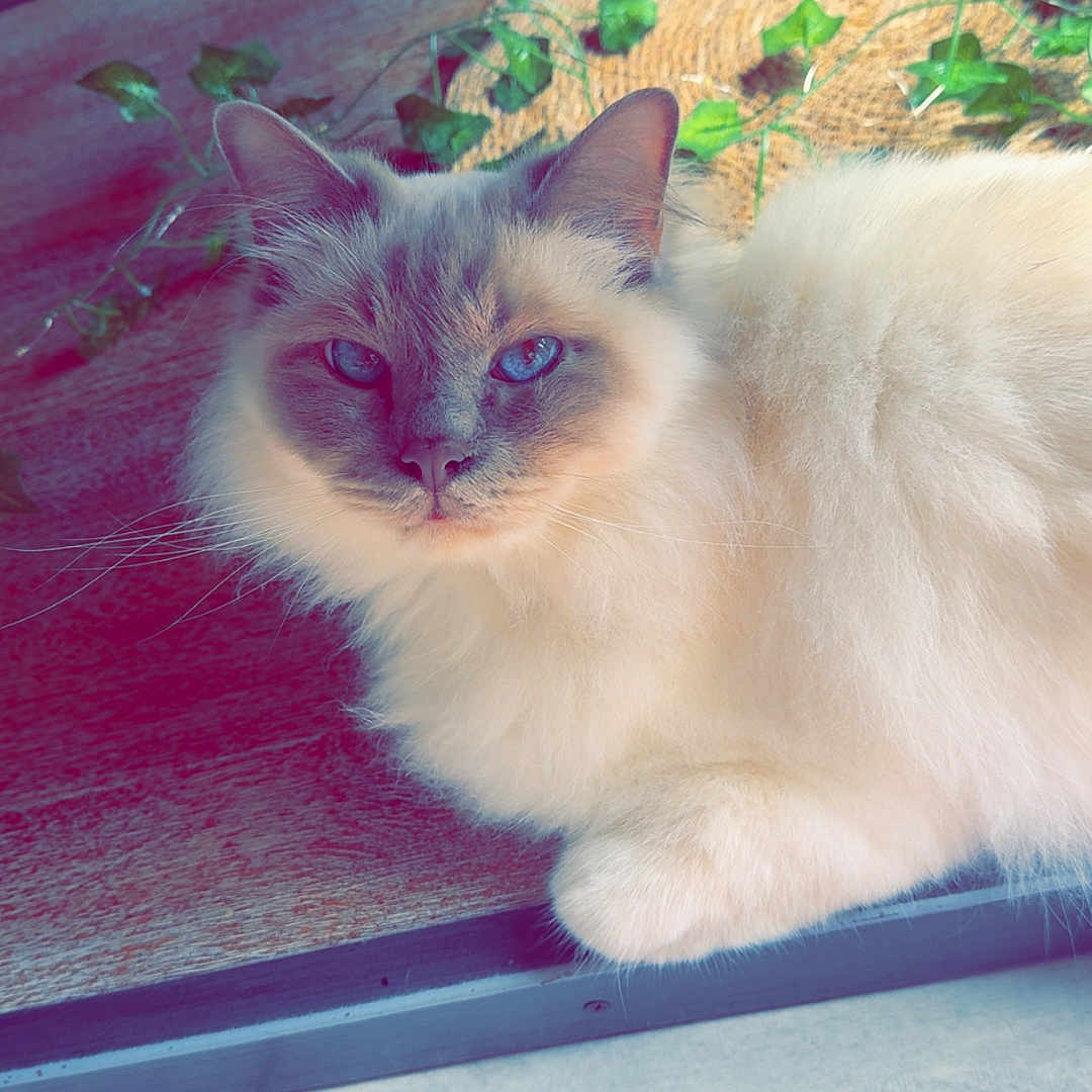Rio participe au concours pour gagner de l'argent avec cette photo : animal, blue_eyes, cat, closeup, cute, domestic_cat, feline, flooring, fluffy_fur, green_leaves, indoor, pet, portrait, purple_sandal, red_ball, relaxed, resting, soft_light, whiskers, wooden_floor