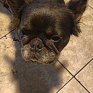 Fluffy joined the competition — help win amazing prizes! dog, close_up, portrait, ears, wrinkles, black_fur, floor, tile, shadow, pet, animal, indoor, expression, looking_up, face, canine, fur, whiskers, nose, head