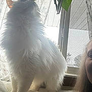 Coconut Martin joined the competition — help win amazing prizes! animal, blanket, cat, cozy, curious, curtains, domestic, face, feline, fluffy, home, indoor, leaf, nature, person, pet, plant, soft_light, white, window