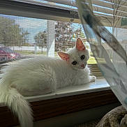 Coconut Flake joined the competition — help win amazing prizes! abyssinian, angora, animal, canine, cat, couch, curtain, dog, eskimodog, furniture, hardwood, homedecor, kitten, manx, pet, siamese, window, windowshade, windowsill, wood