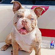 Quinn is registered to the contest to win money with this photo: animal, blue_eye, boat_seat, brown_eye, brown_fur, bulldog, closeup, cute, dog, ears_up, heterochromia, outdoor, pet, puppy, sitting, smiling, sunlight, tongue_out, water_bottle, white_fur