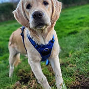 Archibald a rejoint le concours — aidez-le/la à gagner de superbes lots ! animal, blue_harness, canine, cute, dog, domestic_animal, friendly, fur, golden_retriever, grass, greenery, house, mammal, nature, outdoor, pet, playful, portrait, puppy, young_dog