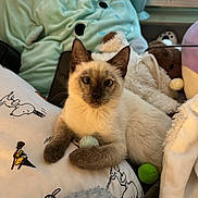Mochi joined the competition — help win amazing prizes! kitten, cat, siamese, plush_toys, blanket, pillow, ball, indoor, cute, pet, fur, animal, resting, cozy, soft, small, curious, playful, young, domestic