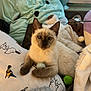 kitten, cat, siamese, plush_toys, blanket, pillow, ball, indoor, cute, pet, fur, animal, resting, cozy, soft, small, curious, playful, young, domestic