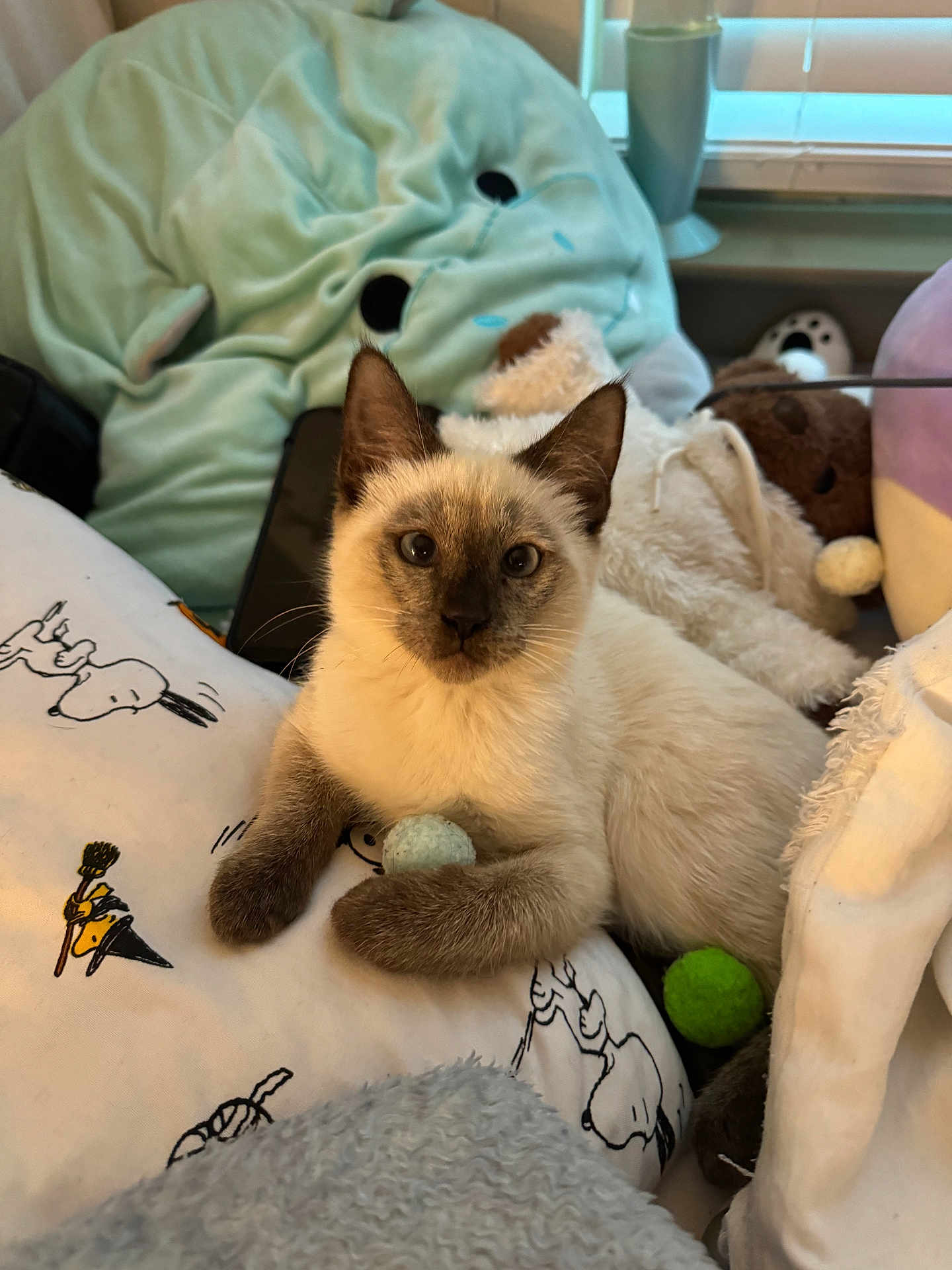 Mochi