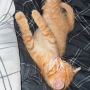 Cheez-It is registered to the contest to win money with this photo: kitten, cat, sleeping, orange_tabby, fur, whiskers, pet, animal, cozy, blanket, striped, cute, resting, domestic_cat, young, nap, soft, indoor, small, relaxed