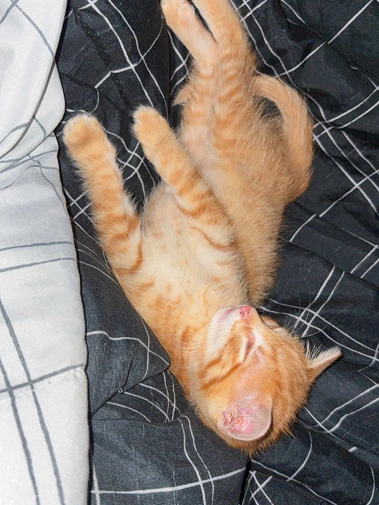 Cheez-It is registered to the contest to win money with this photo: kitten, cat, sleeping, orange_tabby, fur, whiskers, pet, animal, cozy, blanket, striped, cute, resting, domestic_cat, young, nap, soft, indoor, small, relaxed