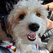 Butters joined the competition — help win amazing prizes! animal, black_nose, blanket, brown_fur, canine, car_interior, close_up, collar, companion, cute, dog, domestic_animal, fluffy, fur, happy, person, pet, teeth, tongue, white_fur