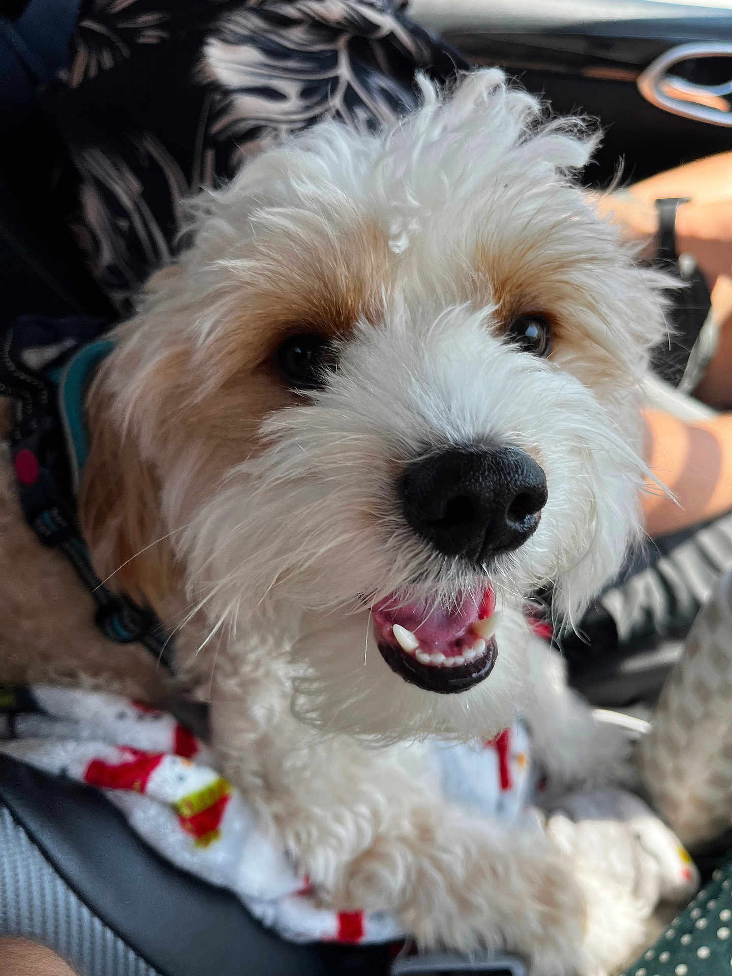 Butters