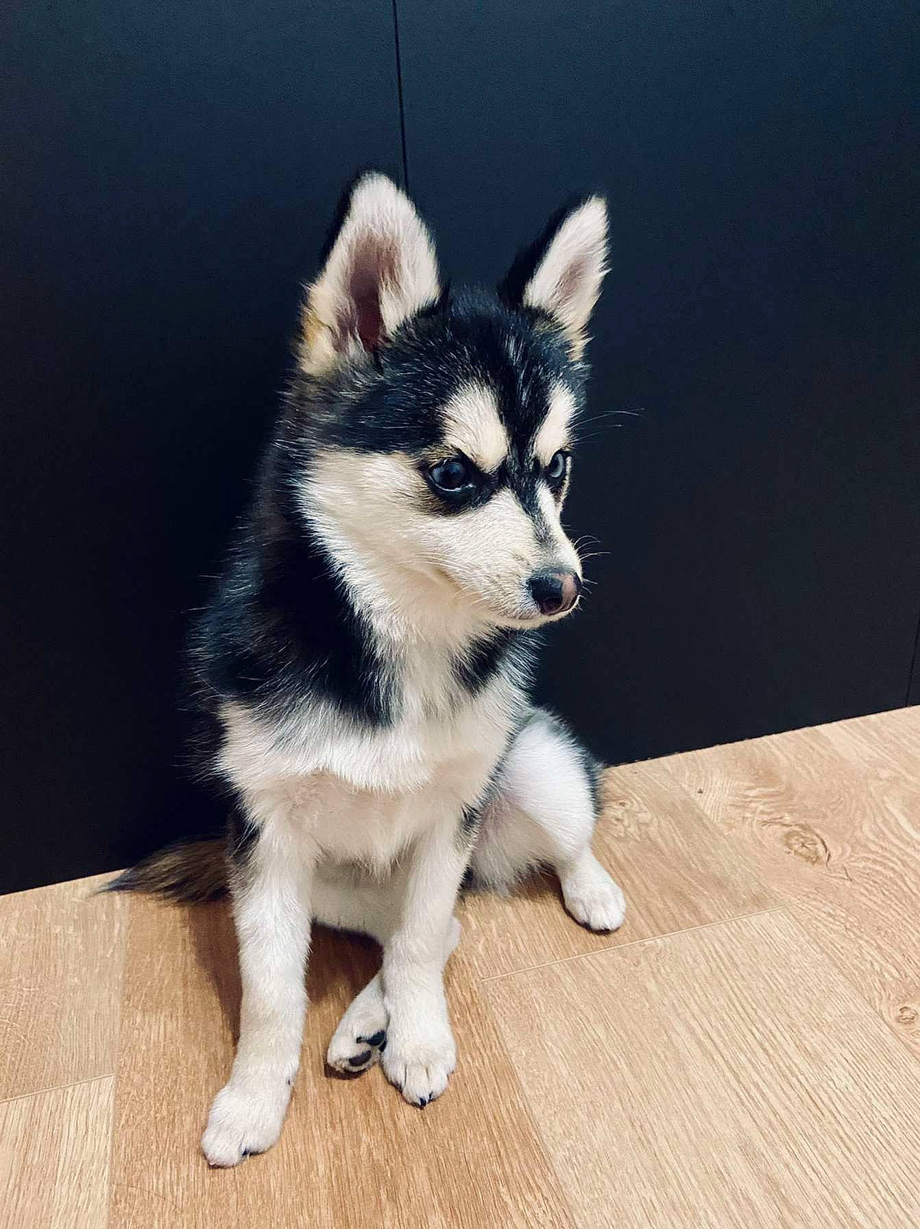 Seïka participe au concours pour gagner de l'argent avec cette photo : canidae, canis, carnivore, companion_dog, dog, dog_breed, electric_blue, eye, fawn, flooring, fur, hardwood, siberian_husky, sled_dog, sporting_group, tail, whiskers, wood, working_animal, working_dog