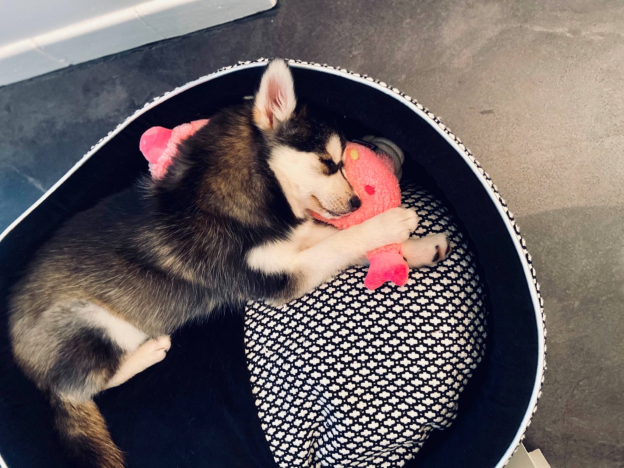 Seïka a rejoint le concours — aidez-le/la à gagner de superbes lots ! canidae, carnivore, comfort, companion_dog, dog, dog_breed, fawn, felidae, fur, jaw, paw, pet_supply, puppy, siberian_husky, sled_dog, snout, sporting_group, tail, trampolining_equipment_and_supplies, whiskers