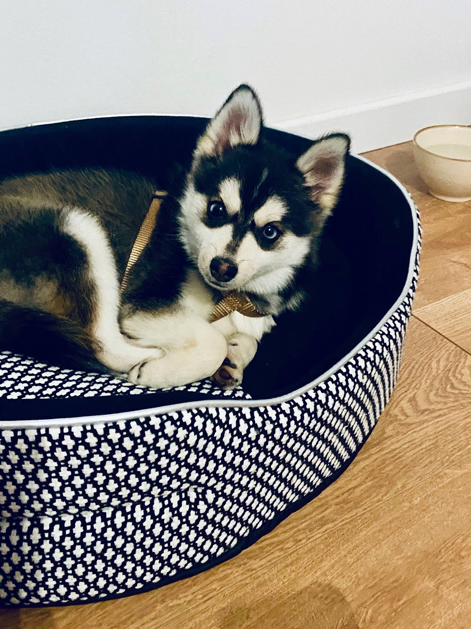 Seïka participe au concours pour gagner de l'argent avec cette photo : canidae, carnivore, comfort, companion_dog, dishware, dog, dog_breed, pet_supply, rectangle, serveware, siberian_husky, sitting, sled_dog, snout, sporting_group, tableware, tail, terrestrial_animal, whiskers, working_animal