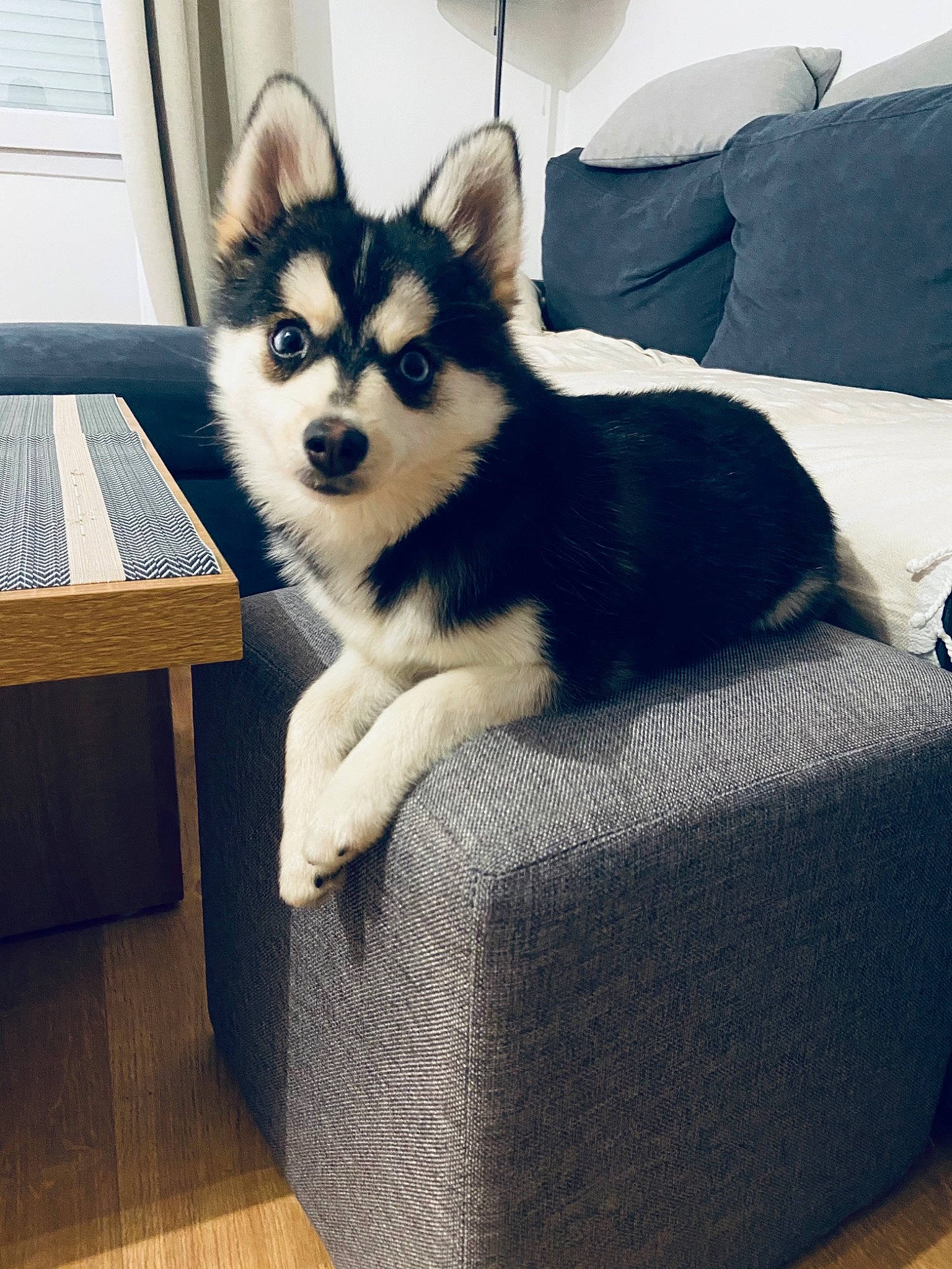 Seïka participe au concours pour gagner de l'argent avec cette photo : canidae, canis, carnivore, comfort, companion_dog, couch, dog, dog_breed, flooring, fur, furniture, grey, sitting, sled_dog, snout, sporting_group, table, white, working_animal, working_dog