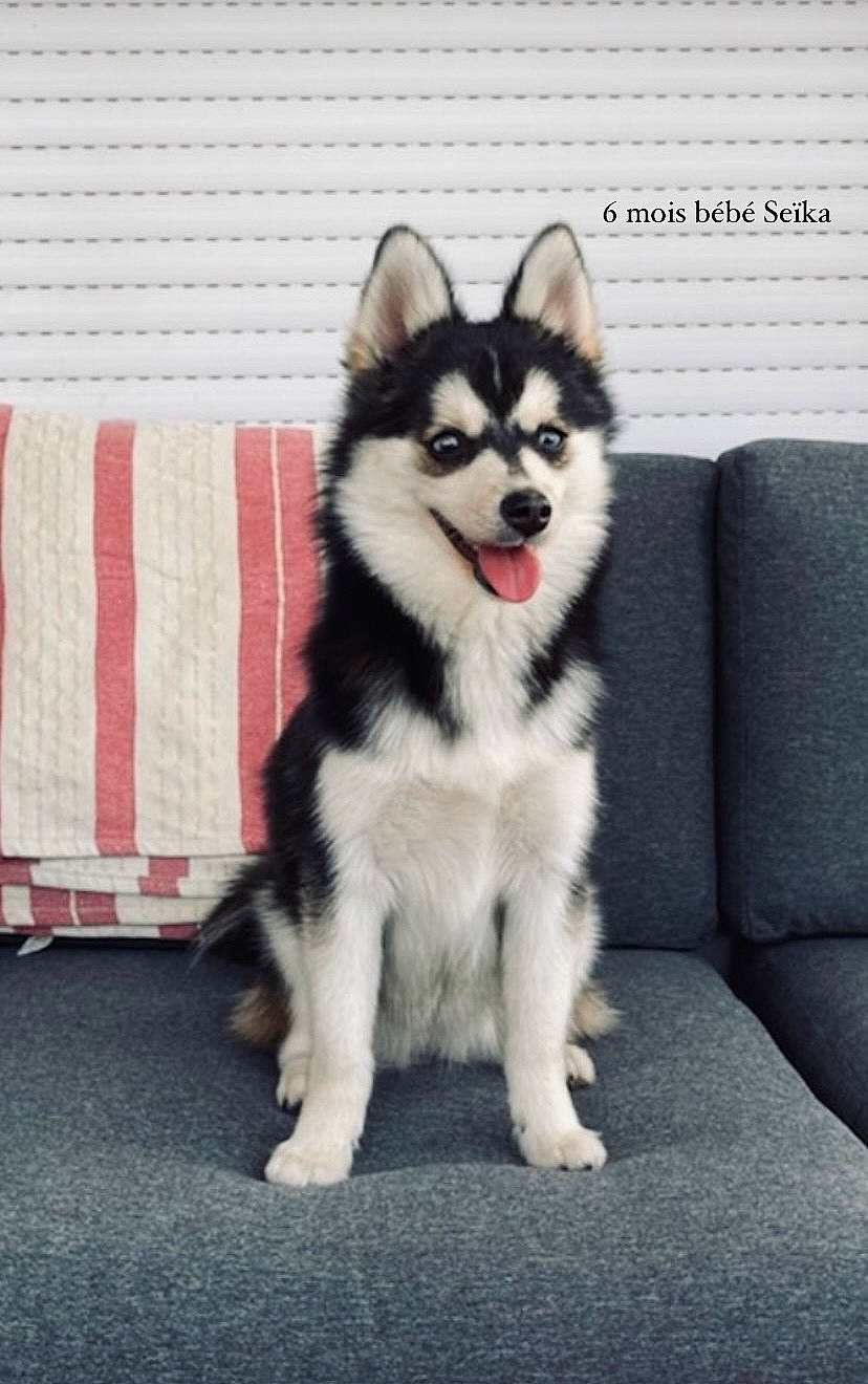 Seïka a rejoint le concours — aidez-le/la à gagner de superbes lots ! ancient_dog_breeds, canidae, canis, carnivore, collar, companion_dog, corgi_chihuahua, couch, dog, dog_breed, dog_supply, fur, non_sporting_group, sled_dog, snout, sporting_group, tail, terrestrial_animal, working_animal, working_dog