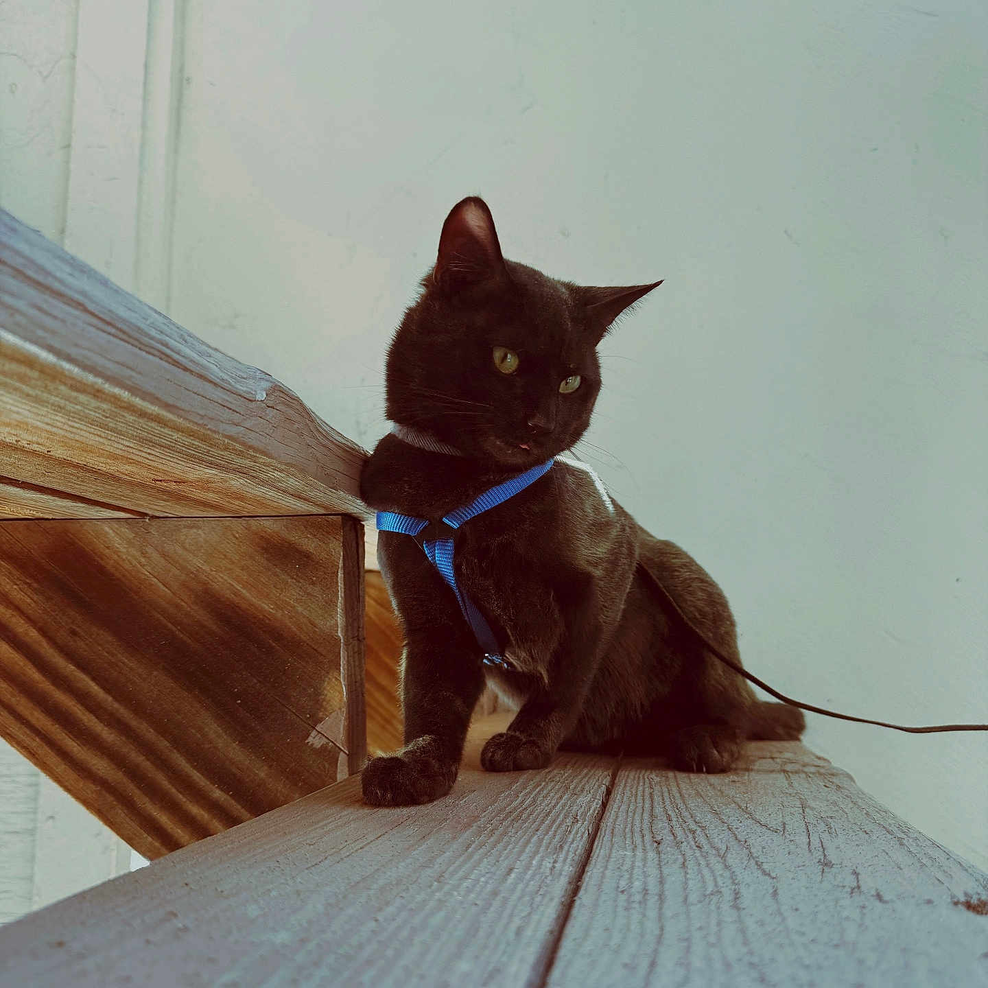 Salem Sirius joined the competition — help win amazing prizes! accessories, animal, architecture, blackcat, building, cat, furniture, hardwood, house, indoors, interiordesign, kitten, leash, lumber, manx, pet, plywood, stainedwood, strap, wood