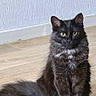 cat, black_cat, feline, pet, animal, sitting, floor, wooden_floor, indoor, yellow_eyes, fur, long_fur, tail, ears, whiskers, alert, looking, texture, wall, domestic_cat
