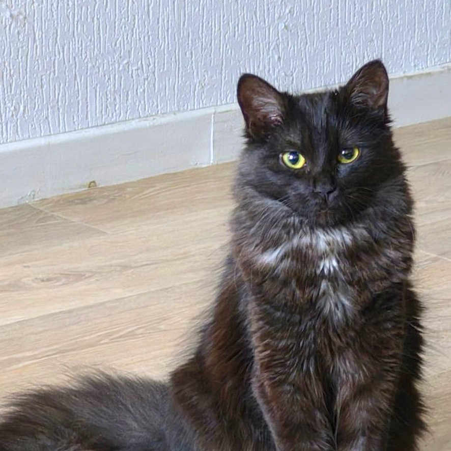 Athéna participe au concours pour gagner de l'argent avec cette photo : cat, black_cat, feline, pet, animal, sitting, floor, wooden_floor, indoor, yellow_eyes, fur, long_fur, tail, ears, whiskers, alert, looking, texture, wall, domestic_cat