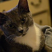 Zee joined the competition — help win amazing prizes! blanket, cat, close_up, cozy, curious, domestic_animal, dresser, ear, feline, fur, indoor, looking_at_camera, nose, pet, portrait, soft_texture, tuxedo_cat, whiskers, white_chest, yellow_eyes