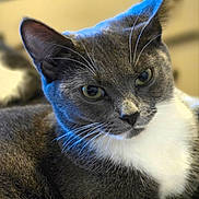 Zee is registered to the contest to win money with this photo: animal, background_blur, cat, close_up, cute, ears, eyes, feline, fur, gray_cat, indoor, looking, muzzle, nose, pet, portrait, relaxed, resting, whiskers, white_chest