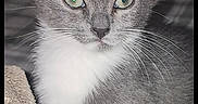 Zee joined the competition — help win amazing prizes! animal, bed, blanket, cat, close_up, cozy, domestic, ears, feline, gray_fur, green_eyes, indoor, kitten, pet, portrait, soft_texture, staring, tail, whiskers, white_chest