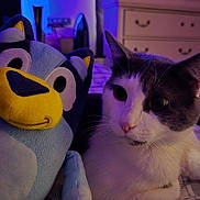 Yyy joined the competition — help win amazing prizes! cat, plush_toy, bed, blanket, indoor, furniture, dresser, window, curtains, purple_lighting, blue_lighting, animal, pet, stuffed_animal, soft_toy, resting, closeup, cute, cozy, room