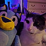 cat, plush_toy, bed, blanket, indoor, furniture, dresser, window, curtains, purple_lighting, blue_lighting, animal, pet, stuffed_animal, soft_toy, resting, closeup, cute, cozy, room