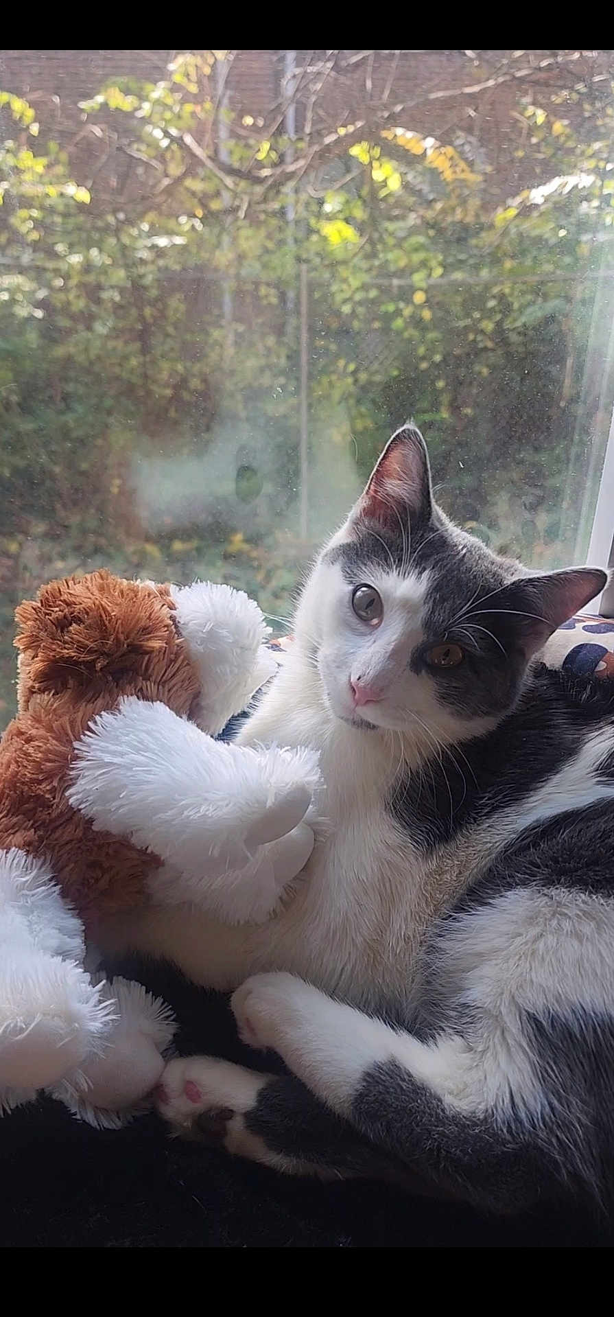 Yyy joined the competition — help win amazing prizes! cat, stuffed_animal, window, indoor, black_and_white, pet, cuddling, cozy, relaxed, fur, animal, cute, domestic_cat, natural_light, paws, pink_nose, whiskers, leafy_background, soft_texture, resting