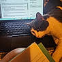 animal, cat, closeup, computer, discussion, gray_and_white_cat, home, indoor, keyboard, laptop, notebook, pet, resting, screen, study, tablet, technology, text, typing, writing