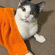 Yyy joined the competition — help win amazing prizes! animal, carpet, cat, curious, cute, domestic_cat, ears, feline, fur, gray_and_white_fur, indoor, laying_down, looking_up, orange_towel, pet, pink_nose, relaxed, whiskers, white_paws, wide_eyes