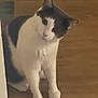 Yyy is registered to the contest to win money with this photo: cat, black_and_white, curious, indoor, wooden_floor, pet, animal, domestic_cat, sitting, head_tilt, feline, cute, looking, closeup, fur, whiskers, ears, eyes, floor, corner