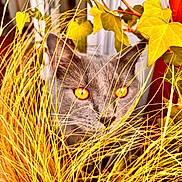 Zola a rejoint le concours — aidez-le/la à gagner de superbes lots ! cat, gray_cat, orange_eyes, grass, plants, leaves, indoor, nature, wildlife, pet, feline, closeup, animal, curious, hiding, greenery, yellow_leaves, soft_light, portrait, eye_contact