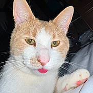 Milo is registered to the contest to win money with this photo: cat, close_up, tongue_out, whiskers, paw, ginger, white, pet, animal, cute, playful, face, feline, indoor, resting, fur, pink_nose, alert, domestic_cat, portrait
