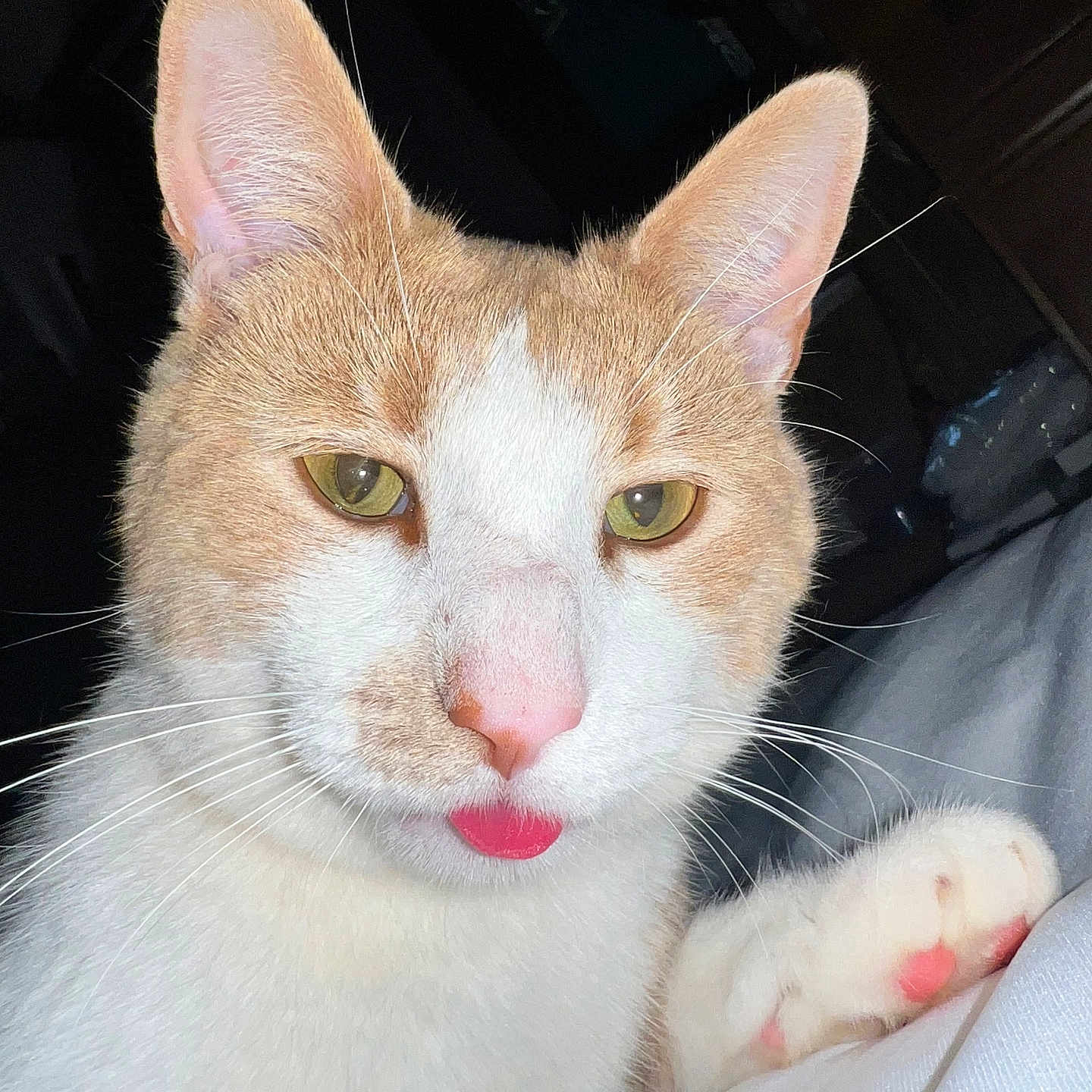 Milo is registered to the contest to win money with this photo: alert, animal, cat, close_up, cute, domestic_cat, face, feline, fur, ginger, indoor, paw, pet, pink_nose, playful, portrait, resting, tongue_out, whiskers, white