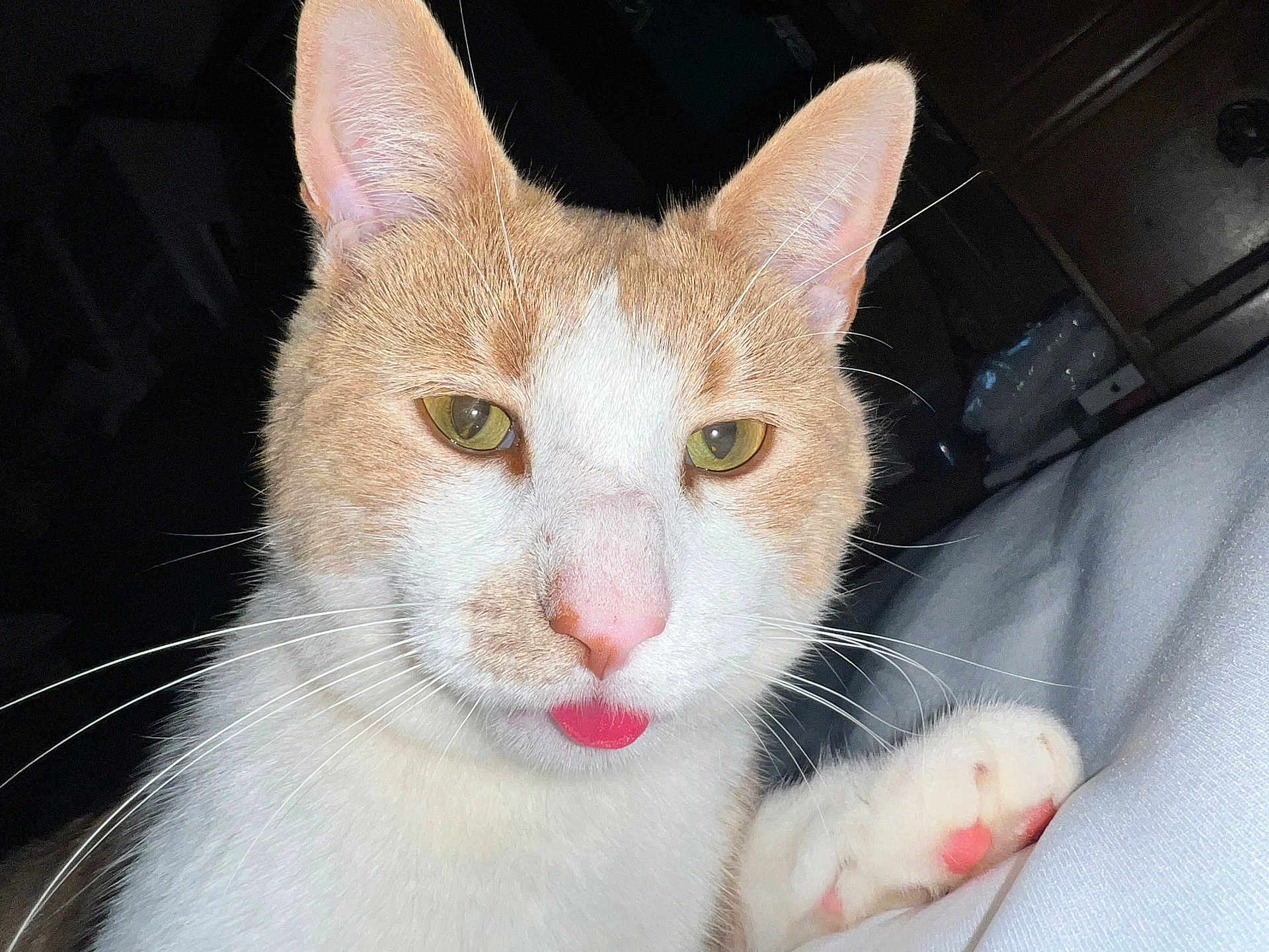 Milo is registered to the contest to win money with this photo: cat, close_up, tongue_out, whiskers, paw, ginger, white, pet, animal, cute, playful, face, feline, indoor, resting, fur, pink_nose, alert, domestic_cat, portrait