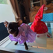 Lily Rose a rejoint le concours — aidez-le/la à gagner de superbes lots ! dog, small_dog, chihuahua, purple_dress, polka_dot, glass_table, red_hat, festive_hat, indoor, wooden_furniture, cabinet, curtains, decorative_items, collectibles, pet_clothing, animal, cute, tiny, black_dog, tabletop
