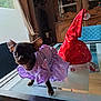 dog, small_dog, chihuahua, purple_dress, polka_dot, glass_table, red_hat, festive_hat, indoor, wooden_furniture, cabinet, curtains, decorative_items, collectibles, pet_clothing, animal, cute, tiny, black_dog, tabletop