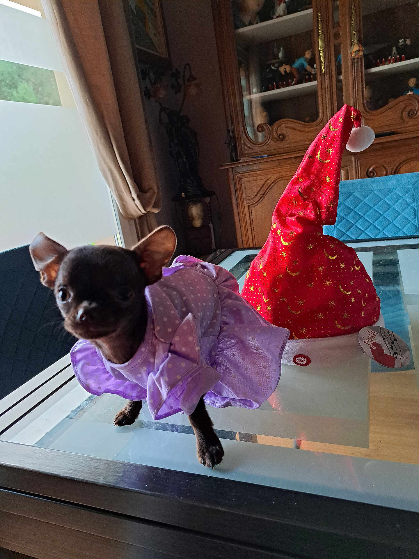 Lily Rose a rejoint le concours — aidez-le/la à gagner de superbes lots ! dog, small_dog, chihuahua, purple_dress, polka_dot, glass_table, red_hat, festive_hat, indoor, wooden_furniture, cabinet, curtains, decorative_items, collectibles, pet_clothing, animal, cute, tiny, black_dog, tabletop