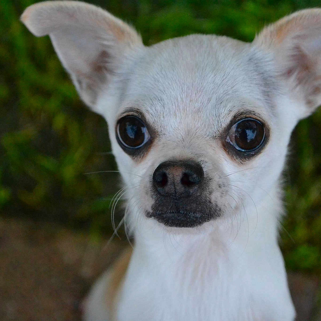 Bisquit is registered to the contest to win money with this photo: