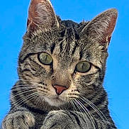 Léon participe au concours pour gagner de l'argent avec cette photo : animal, blue_sky, cat, close_up, curious, cute, ears, face, feline, fur, looking, mammal, nature, outdoor, paw, pet, sky, striped, tabby_cat, whiskers