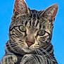 animal, blue_sky, cat, close_up, curious, cute, ears, face, feline, fur, looking, mammal, nature, outdoor, paw, pet, sky, striped, tabby_cat, whiskers