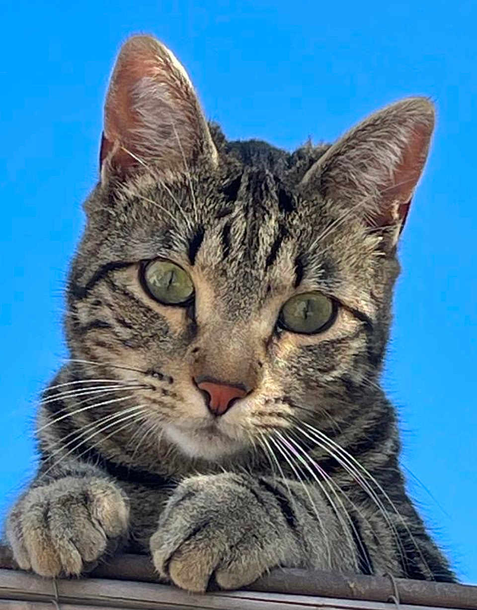 Léon