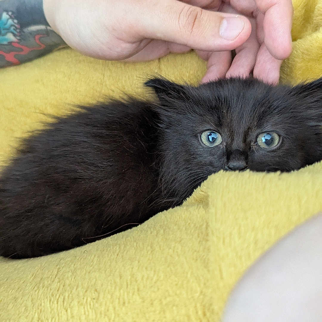 Onix joined the competition — help win amazing prizes! animal, black_cat, closeup, comfort, cozy, cute, cute_pet, domestic_animal, feline, furry, hand, indoor, kitten, petting, relaxed, resting, small, soft, tattoo, yellow_blanket