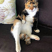 Zoe participe au concours pour gagner de l'argent avec cette photo : animal, calico_cat, cat, couch, cute, domestic_animal, feline, fur, furniture, green_eyes, home, indoor, looking_at_camera, paw, pet, pillow, portrait, relaxed, sitting, whiskers