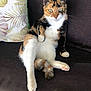 animal, calico_cat, cat, couch, cute, domestic_animal, feline, fur, furniture, green_eyes, home, indoor, looking_at_camera, paw, pet, pillow, portrait, relaxed, sitting, whiskers