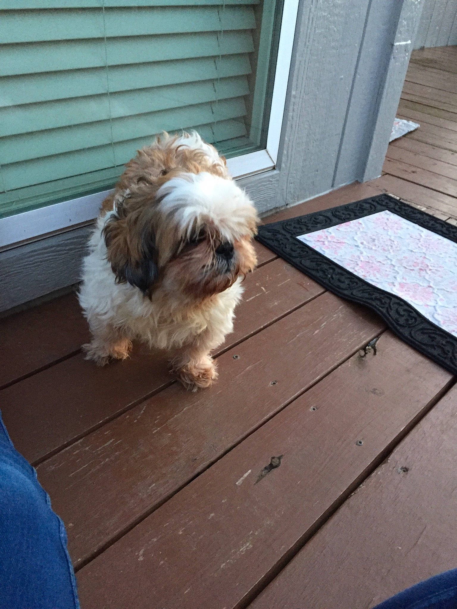 Heart is registered to the contest to win money with this photo: canidae, carnivore, chinese_imperial_dog, companion_dog, dog, dog_breed, havanese, kyi_leo, lhasa_apso, lowchen, maltepoo, mammal, petit_basset_griffon_vendeen, rare_breed_dog, shih_tzu, sporting_group, sporting_lucas_terrier, tibetan_terrier, toy_dog, vertebrate