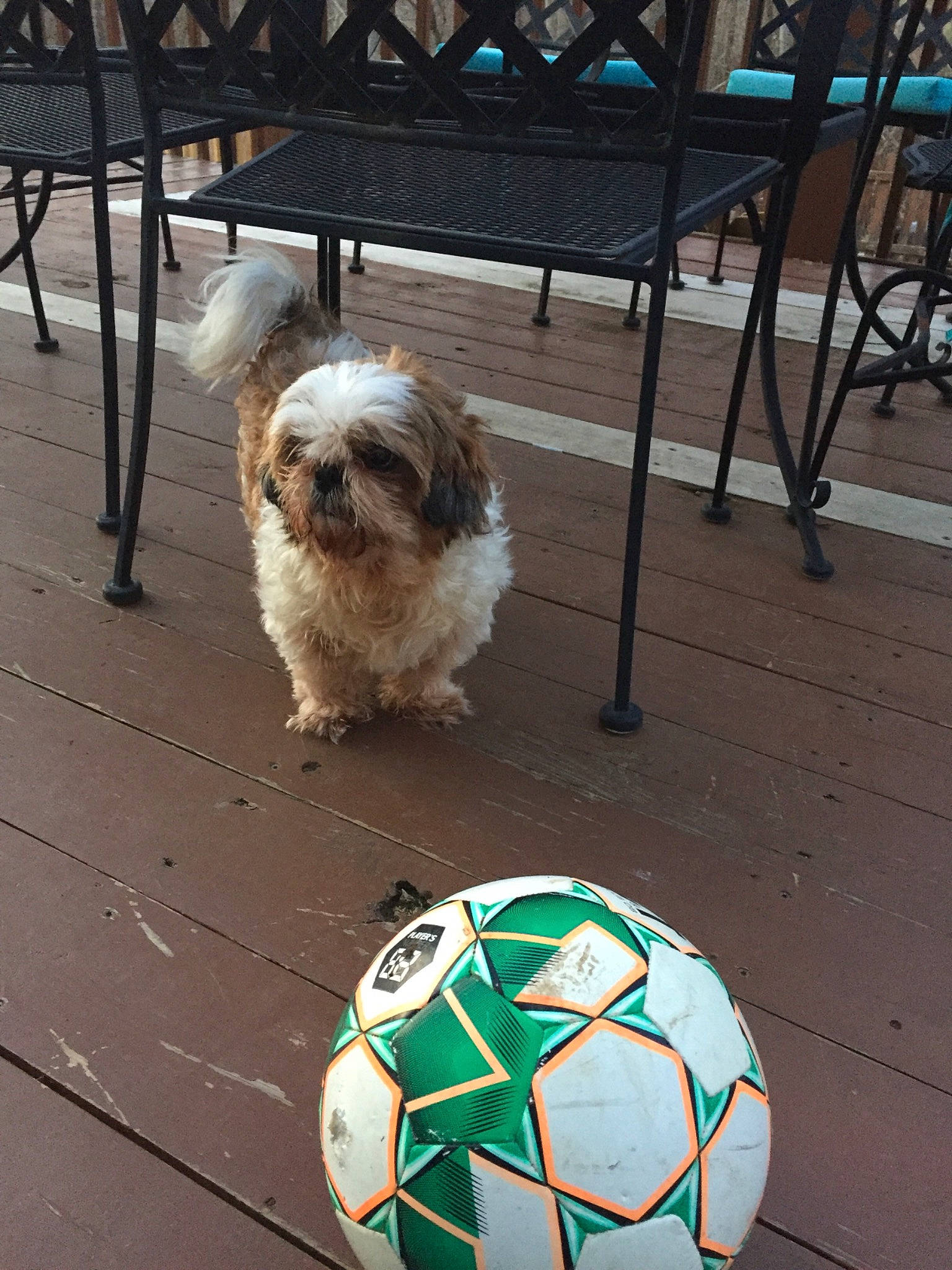 Heart joined the competition — help win amazing prizes! ball, canidae, carnivore, cavachon, cockapoo, companion_dog, dog, dog_breed, lhasa_apso, mammal, non_sporting_group, petit_basset_griffon_vendeen, rare_breed_dog, shih_tzu, soccer_ball, sporting_group, sporting_lucas_terrier, tibetan_terrier, toy_dog, vertebrate