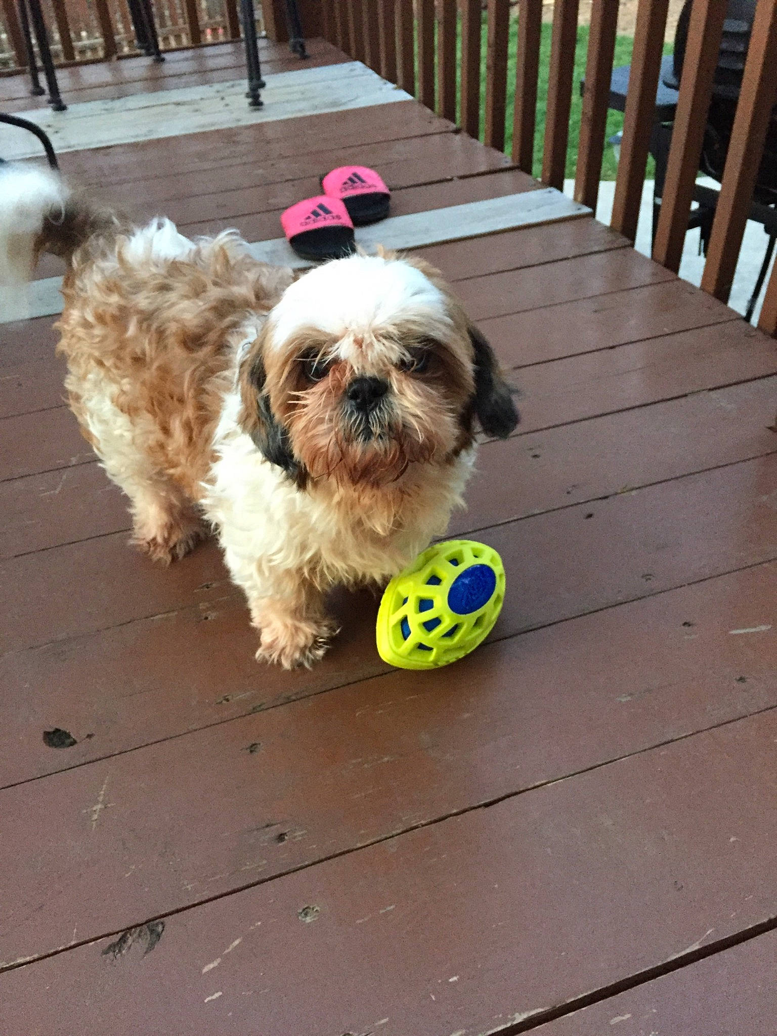 Heart joined the competition — help win amazing prizes! canidae, carnivore, cavachon, chinese_imperial_dog, cockapoo, companion_dog, dog, dog_breed, kyi_leo, maltepoo, mammal, poodle_crossbreed, puppy, schnoodle, shih_poo, shih_tzu, sporting_lucas_terrier, tennis_ball, tibetan_terrier, vertebrate
